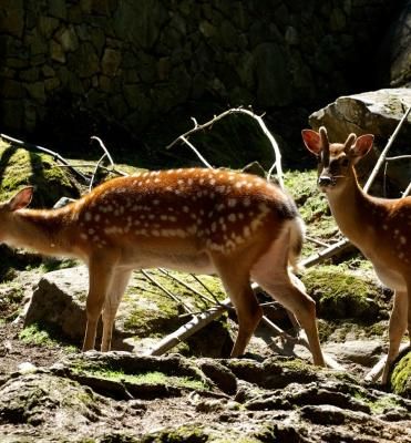 Chalet-H&ocirc;tel Aux Mille Etoiles &ndash; Surroundings